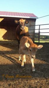 First Calf Heifer