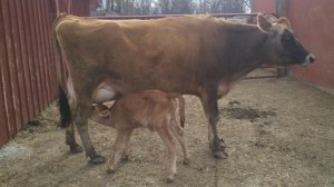 Calf nursing one quarter of the cow's udder
